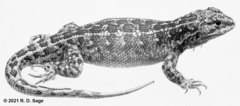 Liolaemus rothi