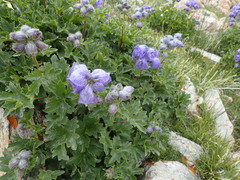 Delphinium brunonianum