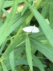 Macrochilo litophora