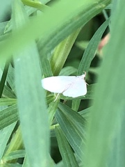 Macrochilo litophora