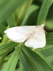 Macrochilo litophora