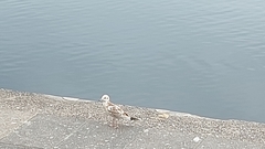 Chroicocephalus ridibundus