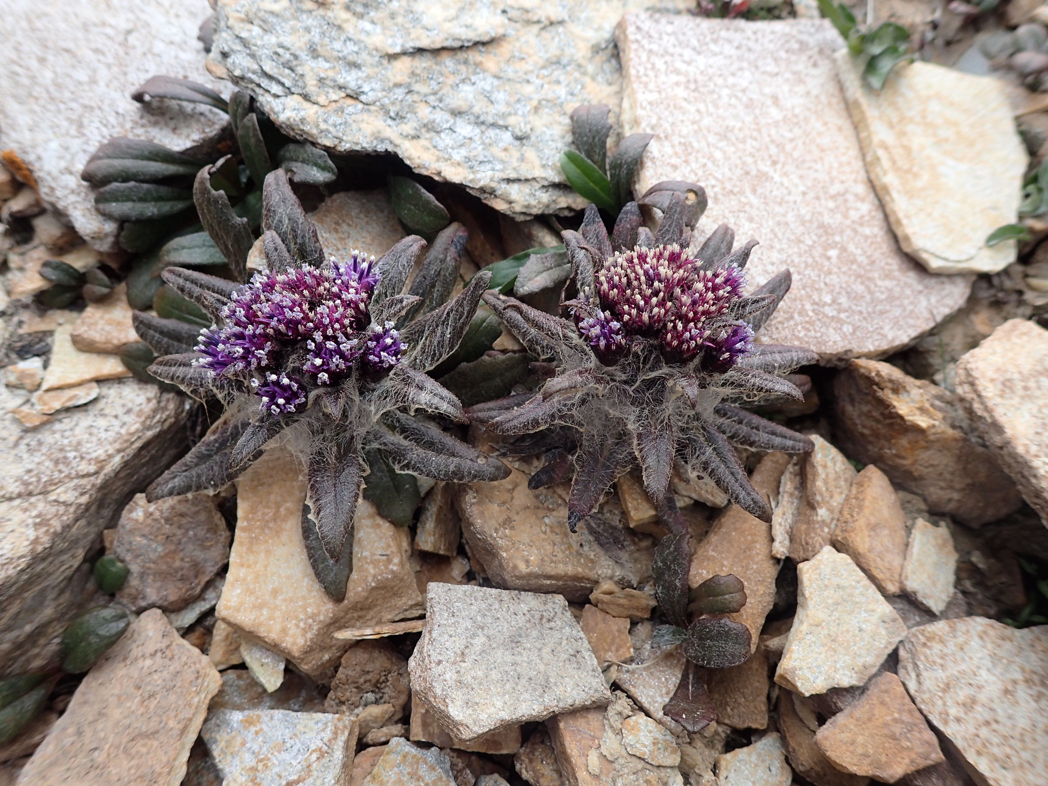 Genus Saussurea · iNaturalist