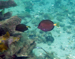 Prionurus microlepidotus