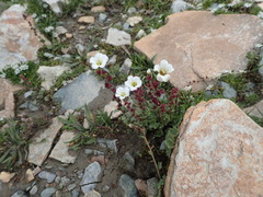 Saxifraga cernua