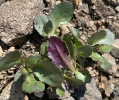 Senecio amplectens holmii