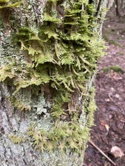 Neckera pennata image