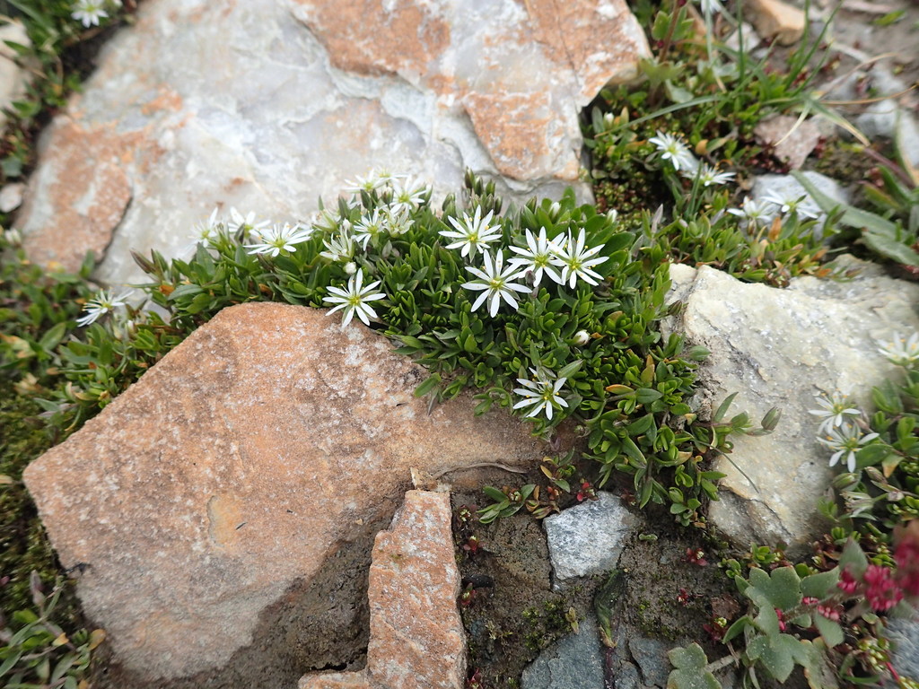 Stellaria depressa