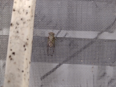 Pacarina puella