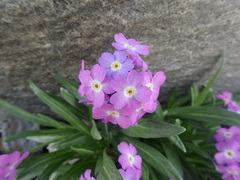 Primula macrophylla