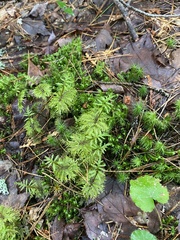Hylocomium splendens image