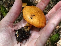 Suillus subaureus