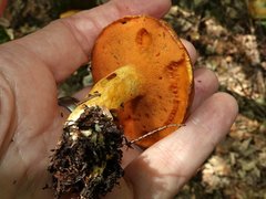 Suillus subaureus