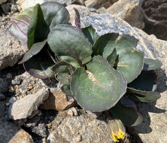 Senecio soldanella