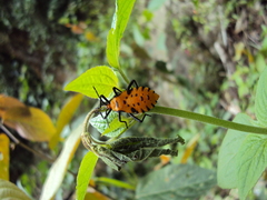 Sephina