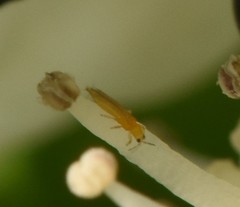 Frankliniella