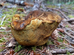 Gastroboletus