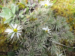 Celmisia sessiliflora