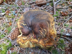 Gastroboletus