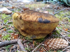 Gastroboletus