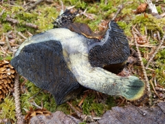 Gastroboletus