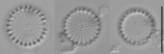 Stephanodiscus hantzschii