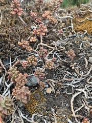 Sedum album