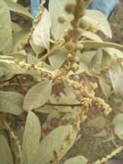 Varronia cylindrostachya