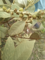 Varronia cylindrostachya