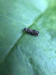 Grapholita prunivora