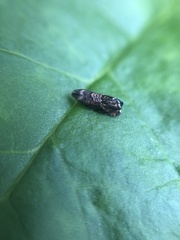 Grapholita prunivora