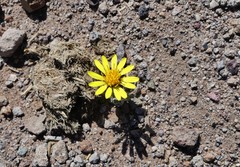 Trichocline caulescens