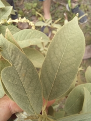 Varronia cylindrostachya