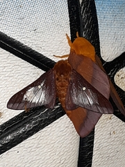 Anisota pellucida