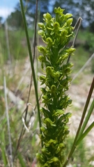 Habenaria subauriculata