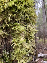 Neckera pennata image