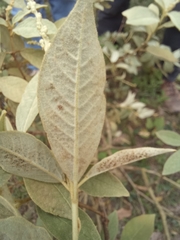 Varronia cylindrostachya