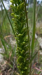 Habenaria subauriculata