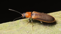 Denticollis linearis