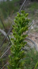 Habenaria subauriculata