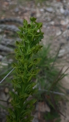 Habenaria subauriculata