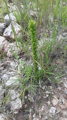 Habenaria subauriculata
