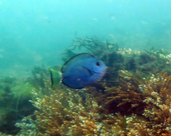 Acanthurus mata