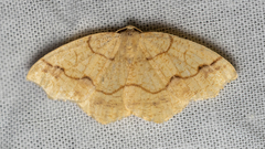 Nematocampa brehmeata