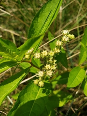 Penthorum sedoides