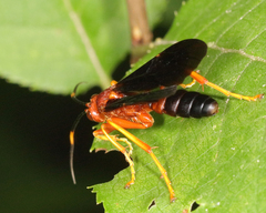 Tmetogaster nubilipennis