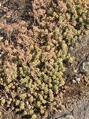 Sedum album