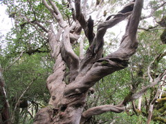 Metrosideros umbellata