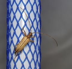 Centrodera