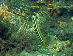 Petroscirtes fallax